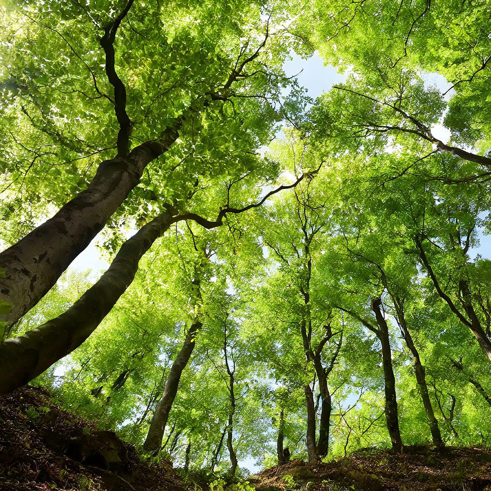 Wald Deutscher Nachhaltigkeits Kodex